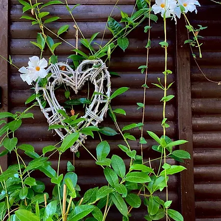 Szegfu33 Vendeghaz Zebegény