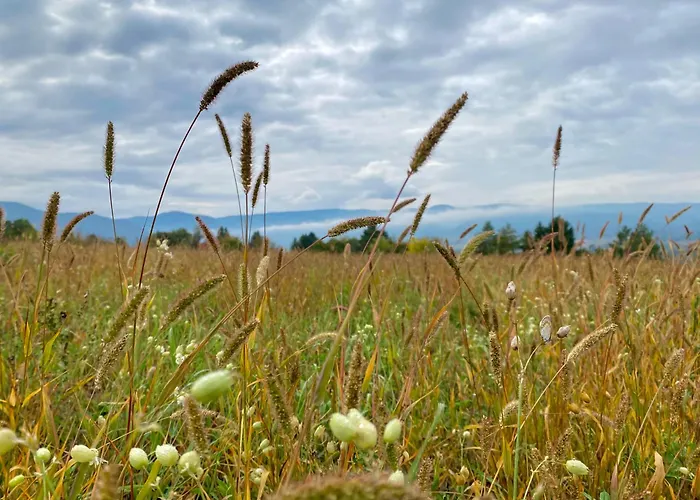 Apartment Szegfu33 Vendeghaz Zebegeny