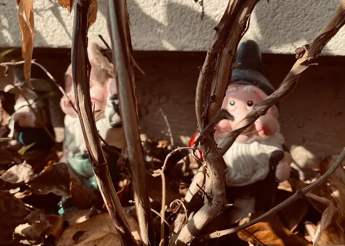 Apartment Szegfu33 Vendeghaz *